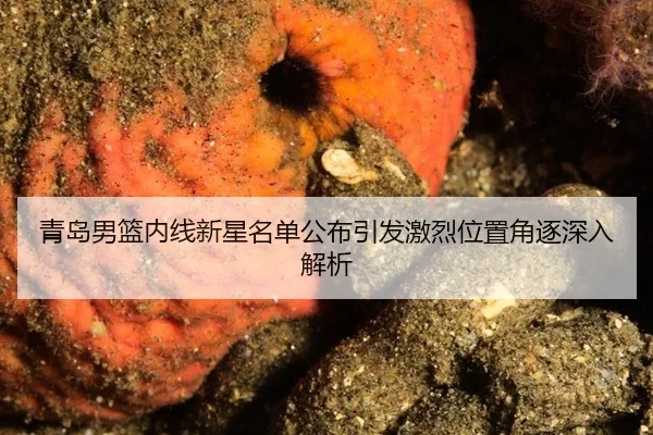 青岛男篮内线新星名单公布引发激烈位置角逐深入解析